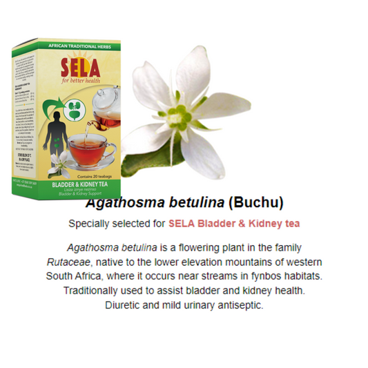 SELA Bladder & Kidney Tea 20s